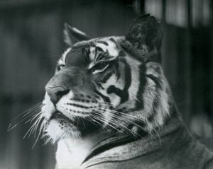 Tijgerin Sally in de London Zoo in 1927