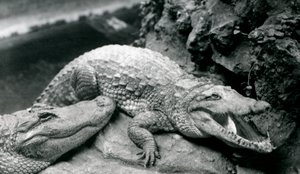Twee Amerikaanse Alligators in de London Zoo, juli 1914 door Frederick William Bond