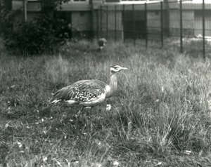 Twee Arabische Trappen staand in hun verblijf in London Zoo, september 1927 door Frederick William Bond