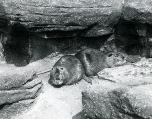 Twee coypu