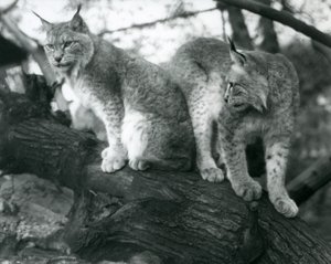 Twee Noordelijke Lynxen, een zittend en een staand, op een tak, London Zoo, oktober 1925