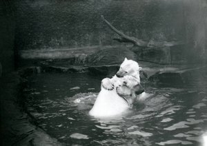 Twee ijsberen, waaronder een jong, knuffelen en spelen in een zwembad in de London Zoo, juni 1922 door Frederick William Bond
