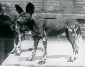 Twee Somalische wilde honden in de London Zoo, juli 1925 door Frederick William Bond