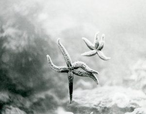Twee zeesterren op het glas van het aquarium, die hun onderkanten laten zien in London Zoo, maart 1925 door Frederick William Bond