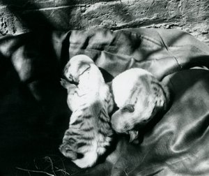 Twee gestreepte hyenawelpen in de dierentuin van Londen, ca. 1914