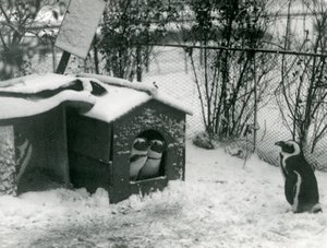 Twee bedreigde zwartvoetpinguïns kijken uit hun nestkast, in de sneeuw, terwijl een andere toekijkt, London Zoo, 1924