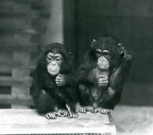 Twee jonge chimpansees zittend op een houten krat, London Zoo door Frederick William Bond