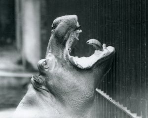 Jonge nijlpaard Bobbie in de London Zoo, 1927 door Frederick William Bond