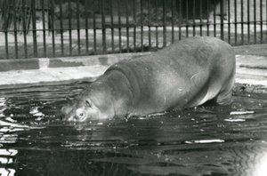 Jonge nijlpaard Bobbie gaat zijn zwembad in bij de London Zoo in augustus 1927