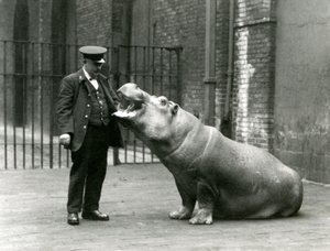 Jonge nijlpaard Bobbie zittend voor verzorger Ernie Bowman, London Zoo, juli 1923