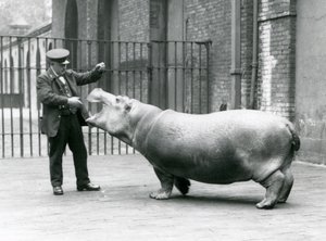Jonge nijlpaard Bobbie met verzorger Ernie Bowman, London Zoo, juli 1923