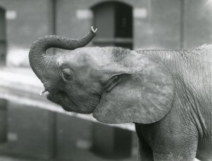 Jonge vrouwelijke Afrikaanse dwergolifant Oojah heft haar slurf in de Londense dierentuin, juli 1925 door Frederick William Bond