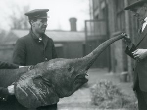 Jonge vrouwelijke Afrikaanse Dwergolifant Oojah heft haar slurf voor een traktatie in de London Zoo, juni 1925 door Frederick William Bond