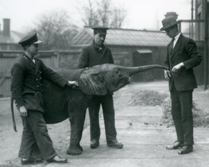Jonge vrouwelijke Afrikaanse Dwergolifant Oojah heft haar slurf voor een traktatie in de London Zoo, juni 1925