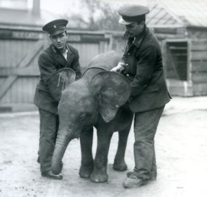 Jonge vrouwelijke Afrikaanse Pygmee-olifant Oojah met twee verzorgers in de Londense dierentuin in april 1925 door Frederick William Bond