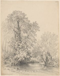 Bomen bij de Rivier in Castle Bromwich