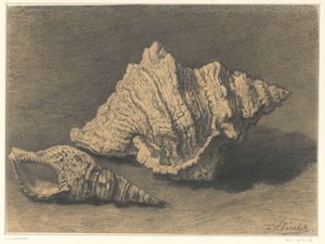 Twee schelpen