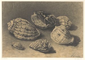 Zes schelpen door Frederik Willem Zürcher