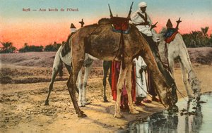 Kamelen drinken aan de rand van de rivier Oued, Algerije