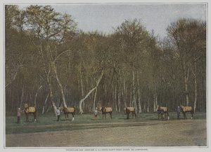 Oefenen van renpaarden in La Croix-Saint-Ouen in het Foret de Compiegne, Frankrijk door French Photographer