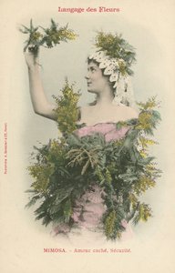 Taal van Bloemen, Mimosa door French Photographer