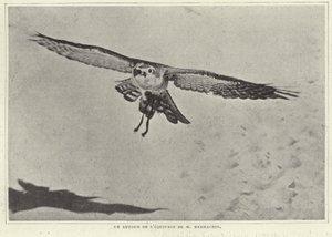 Een van de vogels van M Barrachin door French Photographer