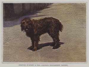 Wollige Griffon door French Photographer