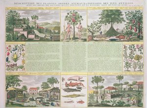 Beschrijving van planten, bomen, dieren en vissen gevonden in de Antillen, illustratie uit Histoire Generale des Antilles Habitees par les Francois Vol. 2 door Jean Baptiste Du Tertre (1610-1687) door French School