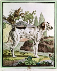 Een Pointer, illustratie uit Histoire Naturelle door Georges Louis Leclerc (1707-88) Graaf van Buffon, 1749-1804