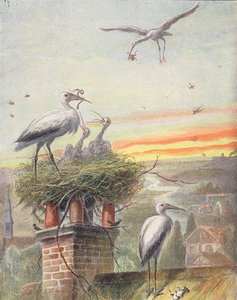 Een ooievaarsnest (kleurenlitho)