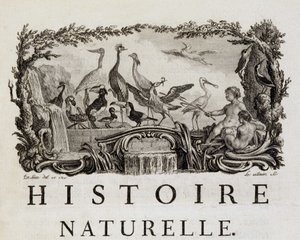 Allegorie van de natuurlijke historie over vogels - in 