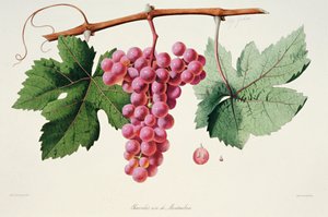 Ampelografie, Druif Chasselas Rose de Montauban Auvergne