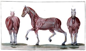 Anatomie van het paard: huid, gezicht en profiel - 