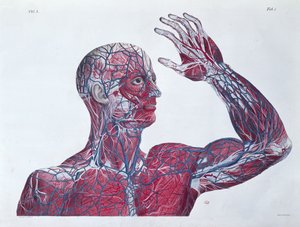 Anatomie van het menselijk hoofd en arm, uit een boek over anatomie door Francesco Antommarchi (1789-1838) gegraveerd door Mascagni, c.1820 door French School