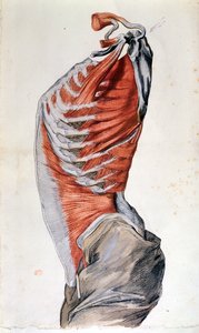 Anatomie van de torso, getekend door een student door French School