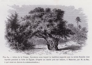 Boom van de Maagd; Sycomore waaronder volgens de traditie de Heilige Familie rustte tijdens de vlucht naar Egypte, Naar een natuurtekening, in Matarieh, door M de Bar, aan wie wij de communicatie te danken hebben door French School