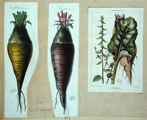 Biet, drie botanische platen door French School