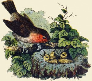 Vogel en kuikens in een nest. Gravure in "ABC onbreekbaar op gelakt canvas". A. Capendu, uitgever, Parijs, eind 19e eeuw. Kinderboekwinkel geïllustreerd. 8 pagina