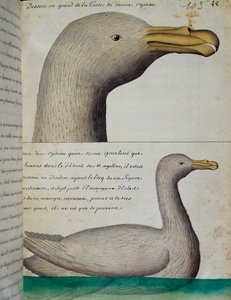 Vogel uit Straat Magellaan, aquarel uit logboek door Jacques Gouin de Beauchesne, kapitein van Compagnie royale de la Mer du Sud, 1698-1701