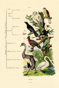 Vogels