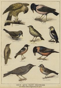 Vogels die bescherming nodig hebben vanwege hun nut voor de landbouw