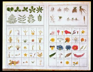 Botanische tafel naar Carl von Linne (1707-78) en Joseph Pitton de Tournefort (1656-1708), eind 18e eeuw (kleurgravure)