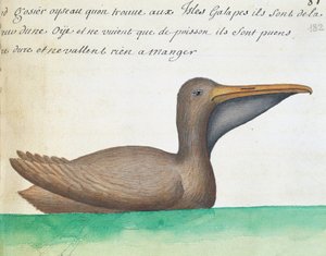 Bruine Pelikaan (Pelecanus occidentalis), Galápagoseilanden, aquarel uit logboek door Jacques Gouin de Beauchesne, kapitein van Compagnie royale de la Mer du Sud, Frankrijk door French School