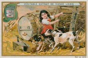 Bulldog en Fox Terrier
