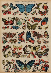 Vlinders