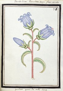 Campanula Trachelium door French School