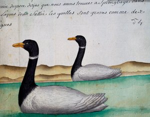 Canadese ganzen, Springbaye, Zoutmerenregio, uit logboek van Jacques Gouin de Beauchesne (1652-1730), kapitein van Compagnie royale de la Mer du Sud, van 1698 tot 1701, Frankrijk door French School