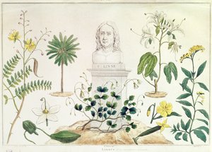 Carolus Linnaeus (1707-78) omringd door enkele van de planten die hij classificeerde door French School