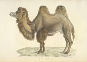 Bactrische kameel, uit Histoire Naturelle des Mammifères