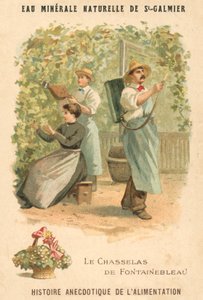 Chasselas de Fontainebleau druiven door French School